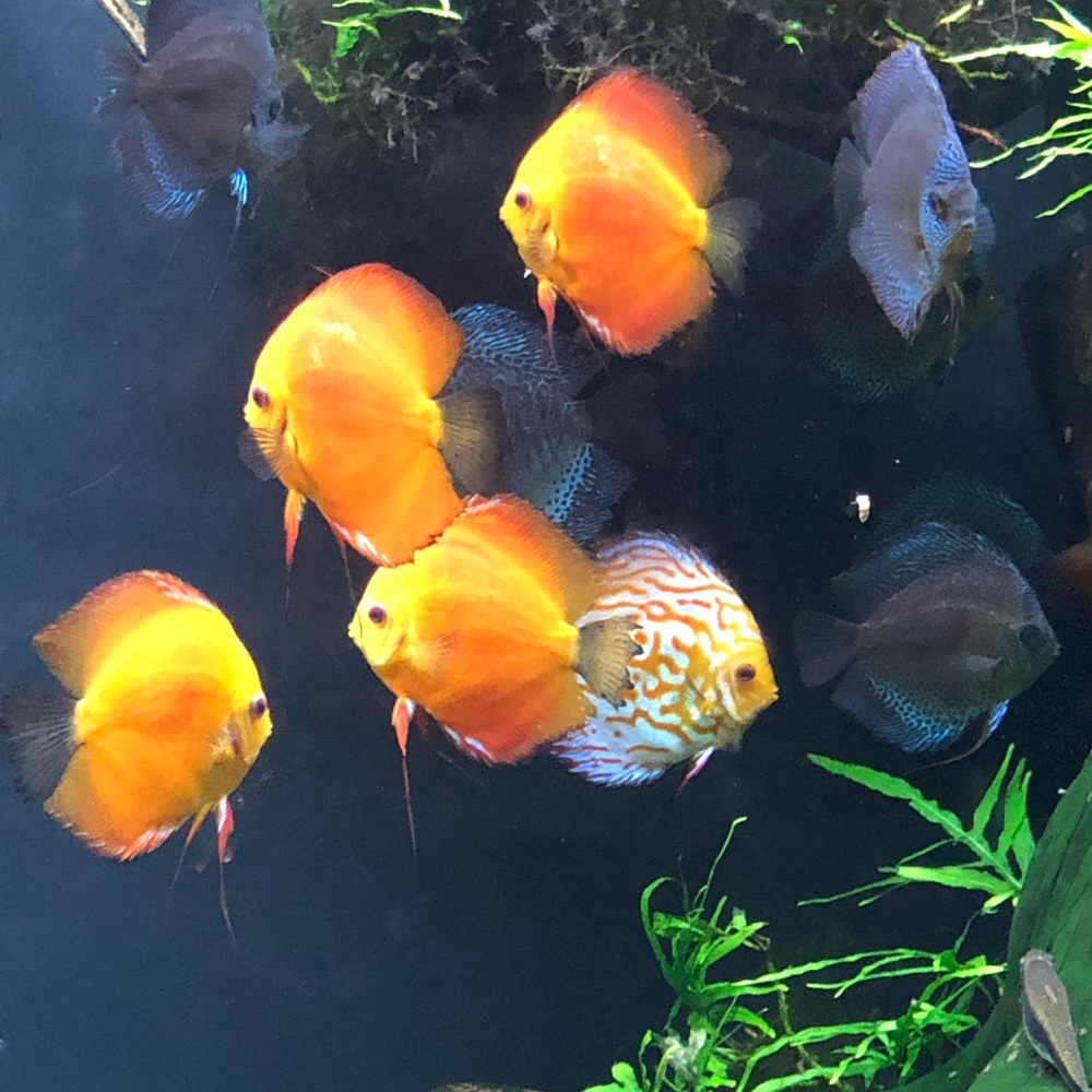 Meet your Posher, Victoria